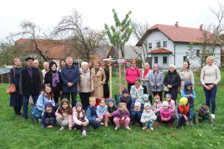 Posaditev  rožnatega drevesa v Pocinovem vrtu 23 Foto Ljubo Vukelič